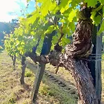 Private Douro- Quinta Susandas Κατάλυμα σε φάρμα