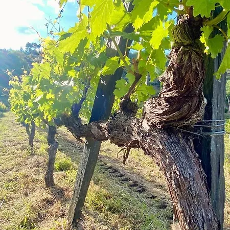 Private Douro- Quinta Susandas Alloggio per agriturismo