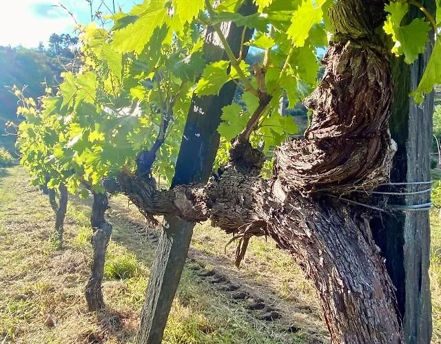 Private Douro- Quinta Susandas בית חווה